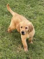 Red Collar , a male Golden Retriever for sale in Bridgeport, TX – 1 of 3