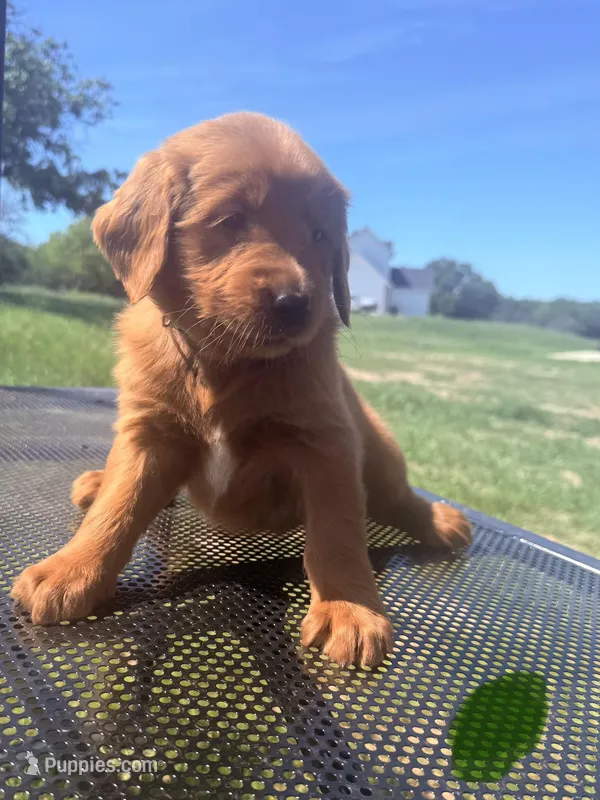 Green Collar Male  – Golden Retriever puppy for sale in Bridgeport, TX