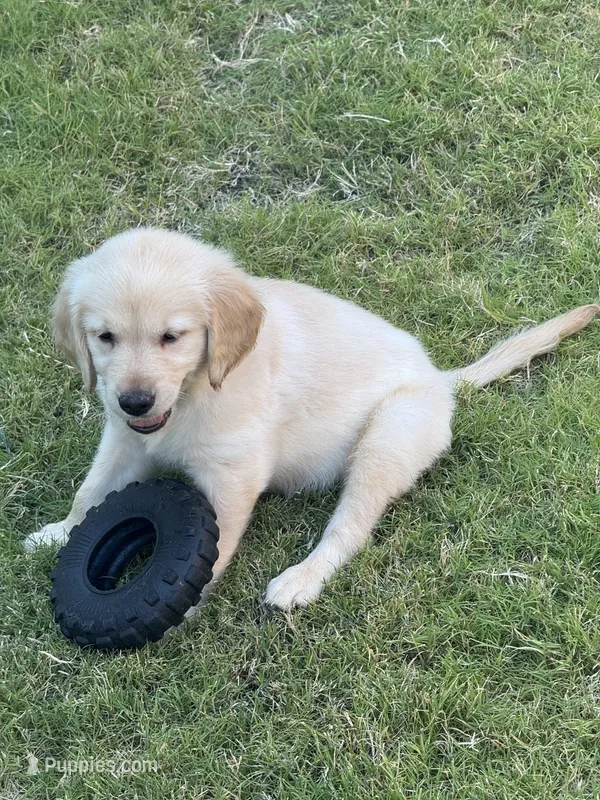 Blue Collar – Golden Retriever puppy for sale in Bridgeport, TX