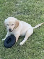 Blue Collar, a male Golden Retriever for sale in Bridgeport, TX – 1 of 3