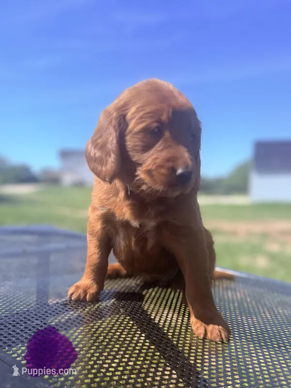 Purple Collar Female  – Golden Retriever puppy for sale in Bridgeport, TX