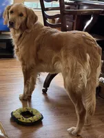 Red Collar , a male Golden Retriever for sale in Bridgeport, TX – 2 of 3