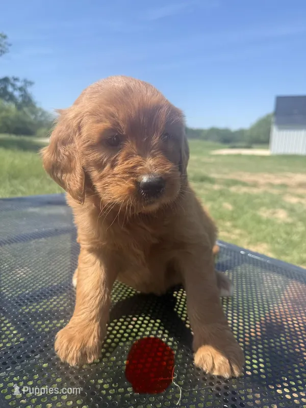 Red Collar Male – Golden Retriever puppy for sale in Bridgeport, TX