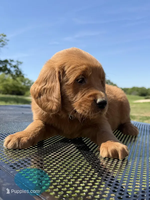 Blue Collar Male  – Golden Retriever puppy for sale in Bridgeport, TX