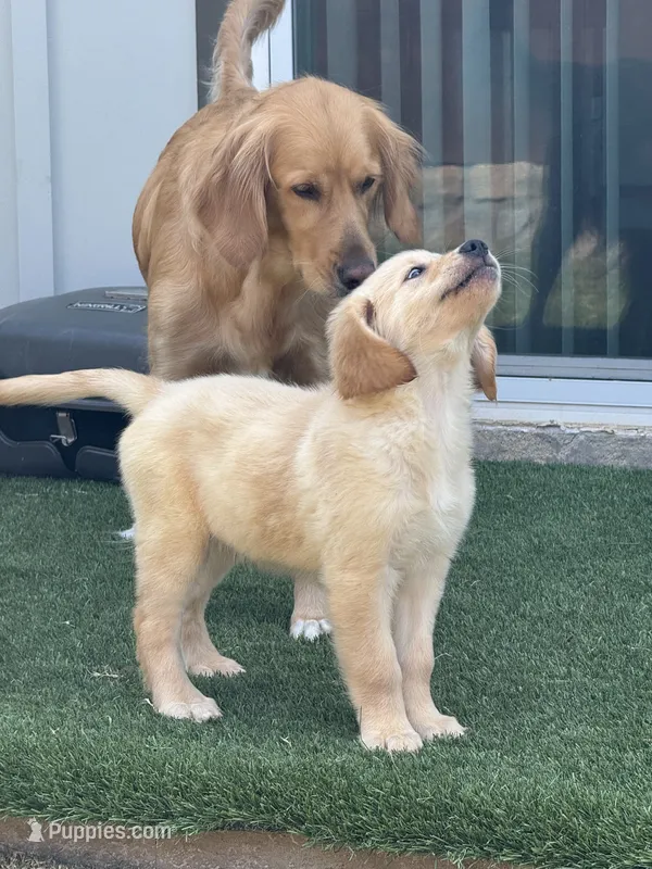 Blue Collar – Golden Retriever puppy for sale in Bridgeport, TX