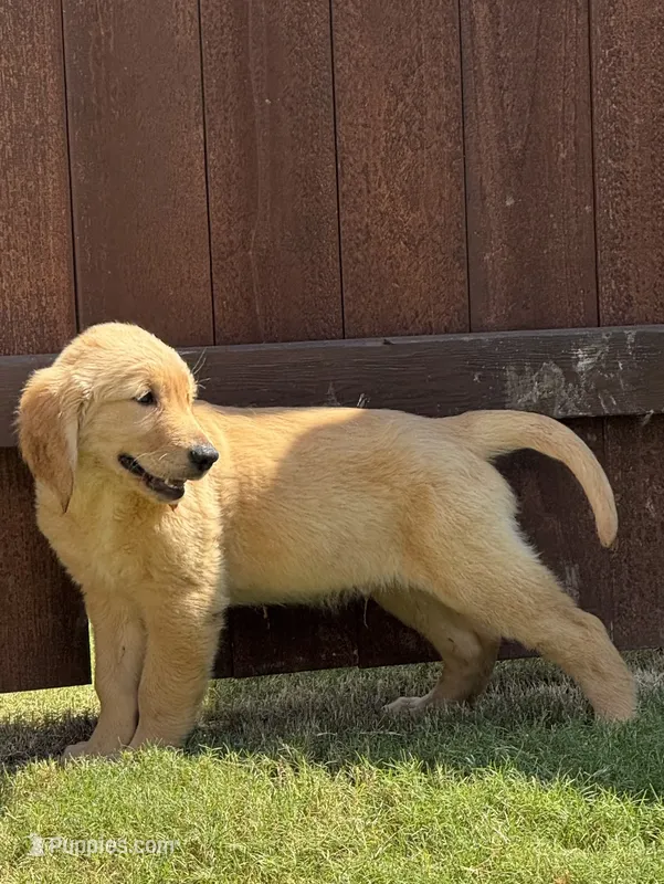 Red Collar  – Golden Retriever puppy for sale in Bridgeport, TX