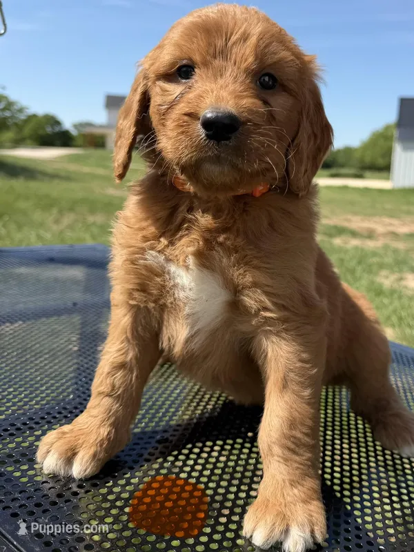 Orange Collar Male  – Golden Retriever puppy for sale in Bridgeport, TX