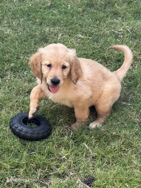 Black Collar – Golden Retriever puppy for sale in Bridgeport, TX