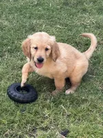 Black Collar, a male Golden Retriever for sale in Bridgeport, TX – 1 of 3
