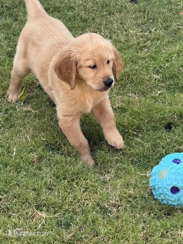 Green Collar Male – Golden Retriever puppy for sale in Bridgeport, TX