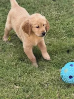 Green Collar Male, a male Golden Retriever for sale in Bridgeport, TX – 1 of 3