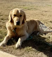 Yellow Collar, a male Golden Retriever for sale in Bridgeport, TX – 3 of 3