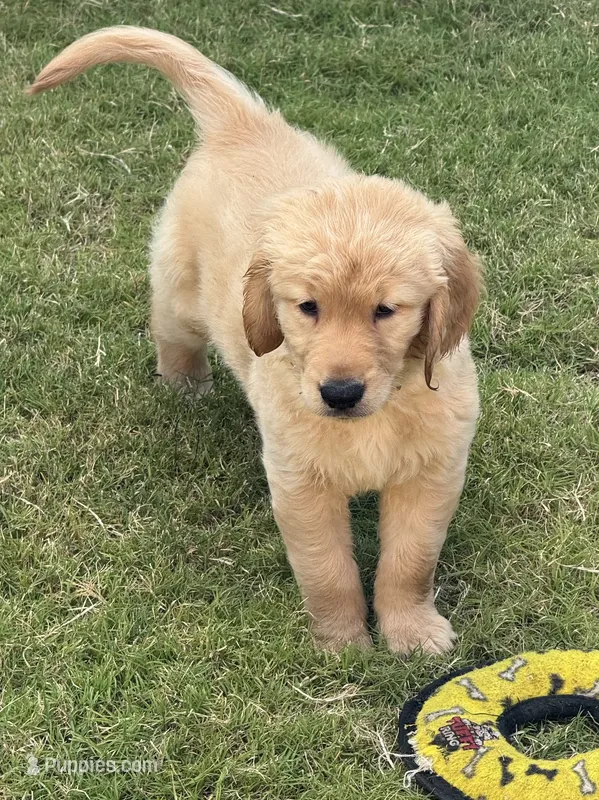 Purple Collar – Golden Retriever puppy for sale in Bridgeport, TX
