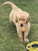 Purple Collar, a male Golden Retriever for sale in Bridgeport, TX – 1 of 3
