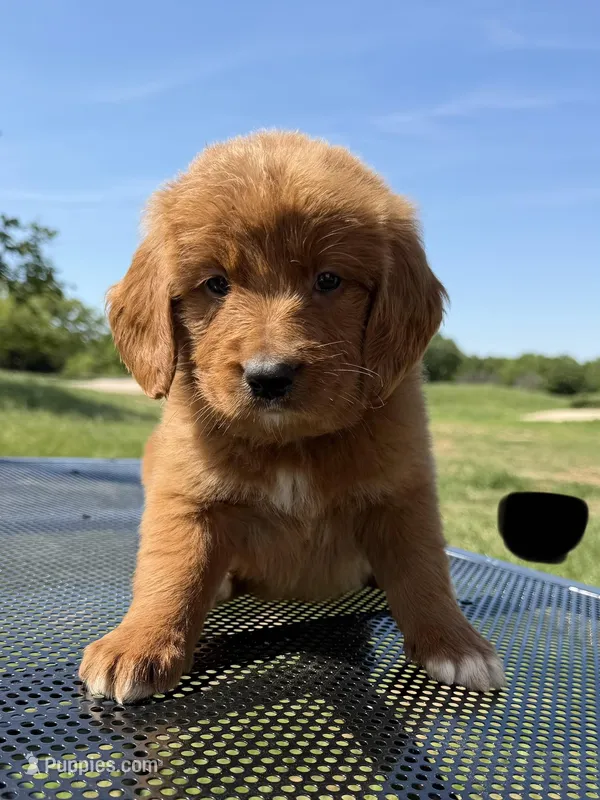 Black Collar Male – Golden Retriever puppy for sale in Bridgeport, TX