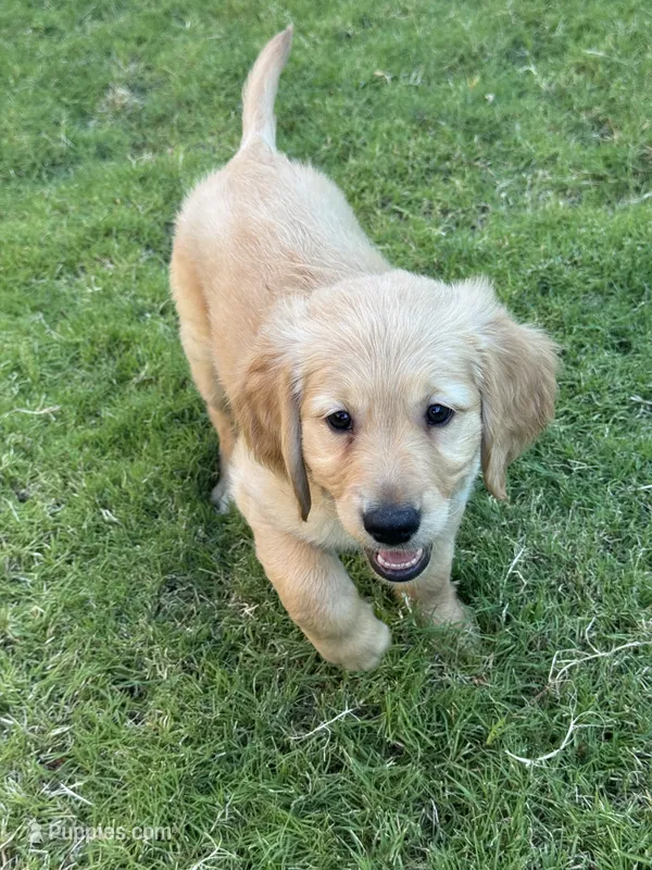 Yellow Collar – Golden Retriever puppy for sale in Bridgeport, TX