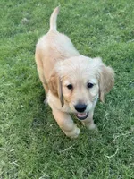 Yellow Collar, a male Golden Retriever for sale in Bridgeport, TX – 1 of 3