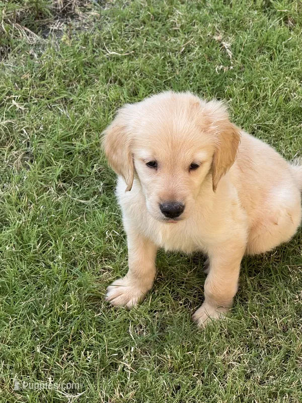 Orange Collar  – Golden Retriever puppy for sale in Bridgeport, TX