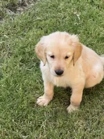 Orange Collar , a male Golden Retriever for sale in Bridgeport, TX – 1 of 3