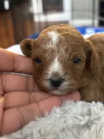 Pebbles, a female Cavapoo for sale in Philadelphia, PA – 2 of 4