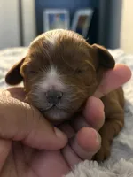 Zola, a female Cavapoo for sale in Philadelphia, PA – 4 of 4