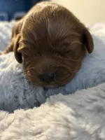 Gigi, a female Cavapoo for sale in Philadelphia, PA – 5 of 6