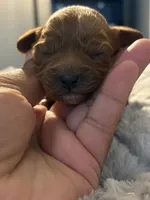 Gigi, a female Cavapoo for sale in Philadelphia, PA – 2 of 6