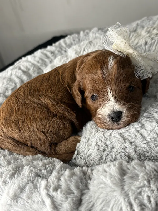 Zola – Cavapoo puppy for sale in Philadelphia, PA