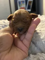 Gigi, a female Cavapoo for sale in Philadelphia, PA – 4 of 6