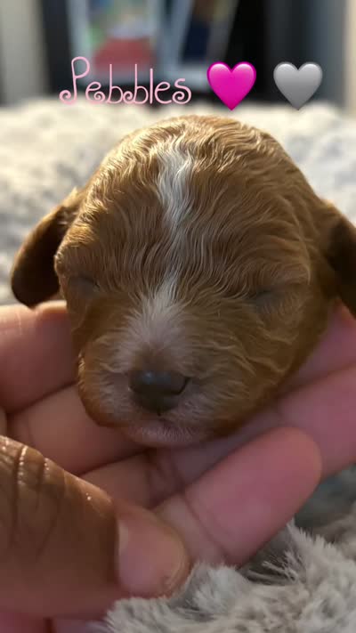 Pebbles, a female Cavapoo for sale in Philadelphia, PA – 4 of 4