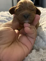 Gigi, a female Cavapoo for sale in Philadelphia, PA – 3 of 6