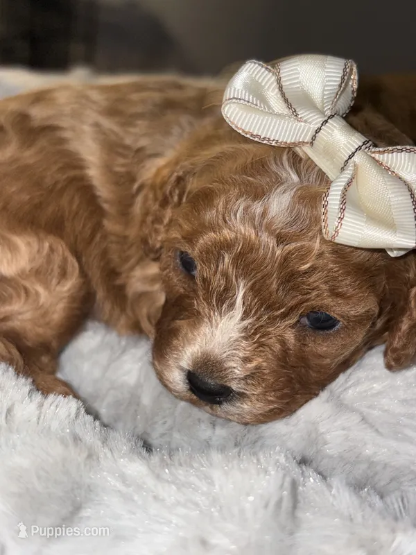 Pebbles – Cavapoo puppy for sale in Philadelphia, PA
