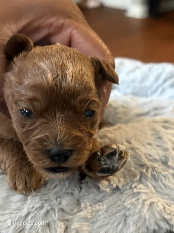 Gigi – Cavapoo puppy for sale in Philadelphia, PA