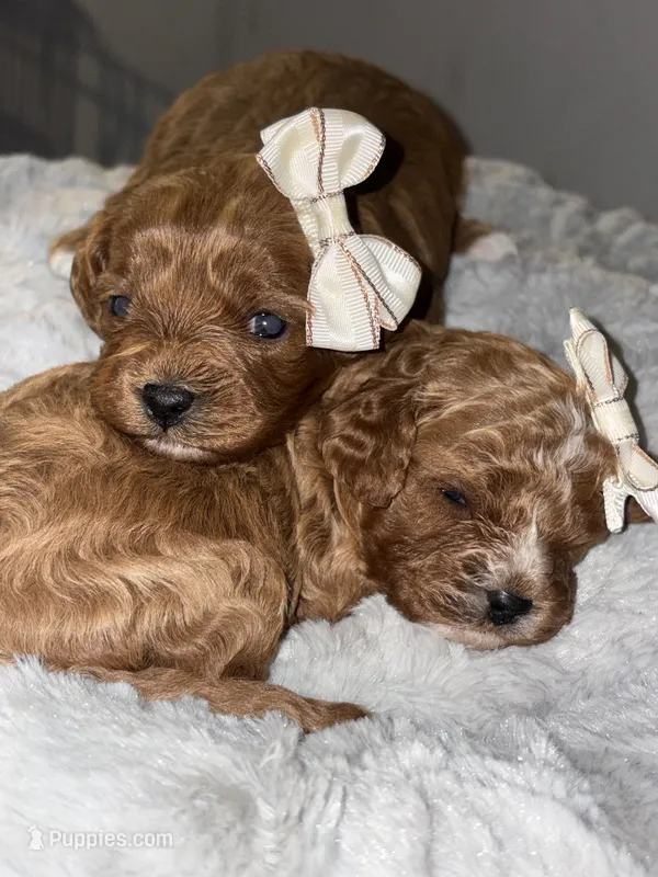 Gigi – Cavapoo puppy for sale in Philadelphia, PA