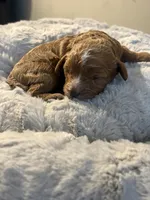 Pebbles, a female Cavapoo for sale in Philadelphia, PA – 3 of 4