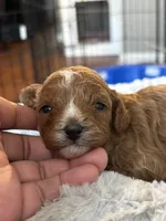 Pebbles, a female Cavapoo for sale in Philadelphia, PA – 1 of 4