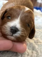 Zola, a female Cavapoo for sale in Philadelphia, PA – 3 of 4