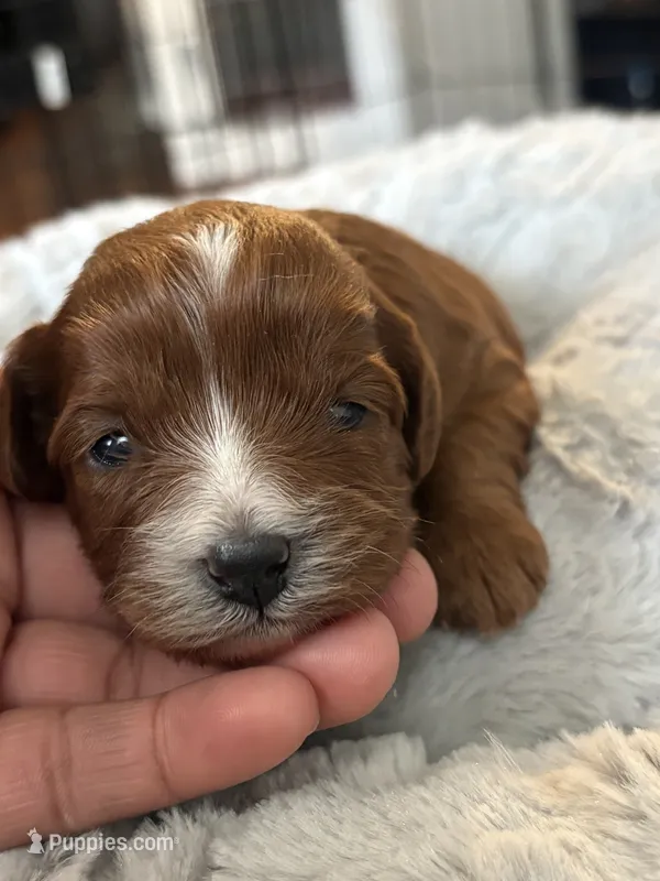 Zola – Cavapoo puppy for sale in Philadelphia, PA