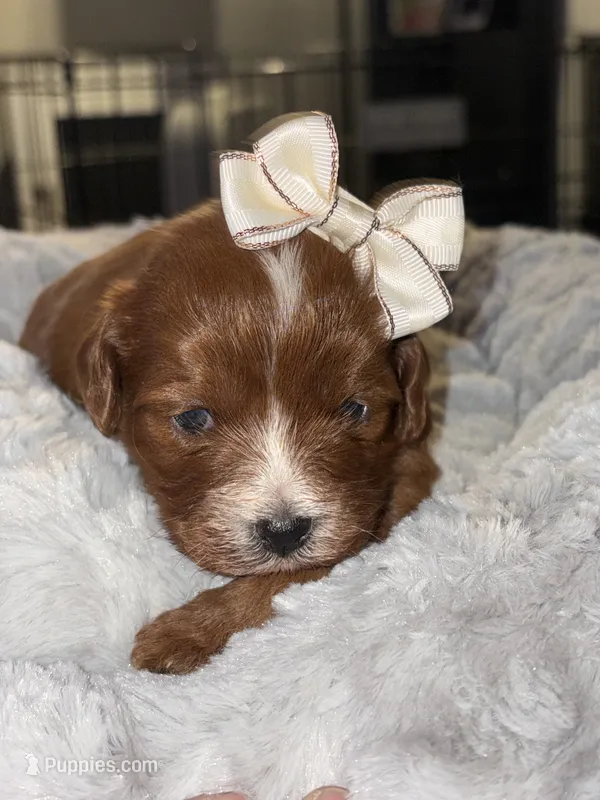 Zola – Cavapoo puppy for sale in Philadelphia, PA