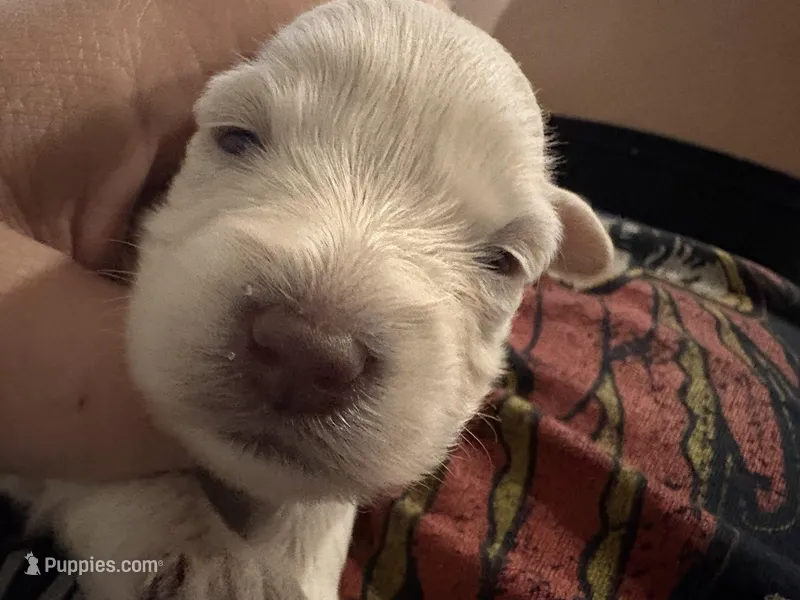 Blizzard  – Miniature Schnauzer puppy for sale in Chicago, IL