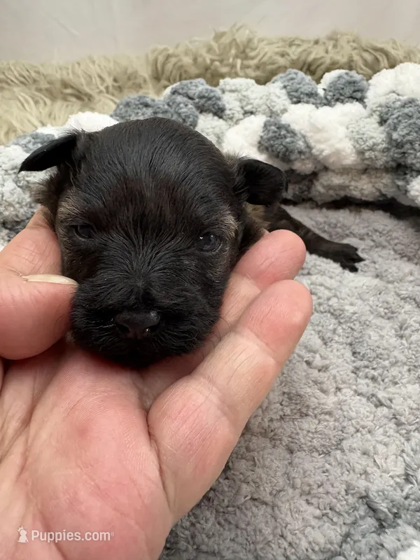 Blossom  – Miniature Schnauzer puppy for sale in Chicago, IL