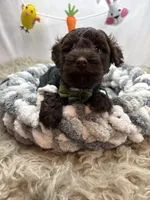 Nicko, a male Schnoodle for sale in Chicago, IL – Photo 1 of 3
