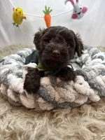 Nicko, a male Schnoodle for sale in Chicago, IL – Photo 3 of 3