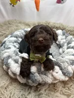 Nicko, a male Schnoodle for sale in Chicago, IL – Photo 2 of 3