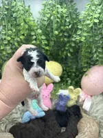 Charles , a male Poodle - Miniature  for sale in Chicago, IL – Photo 2 of 2