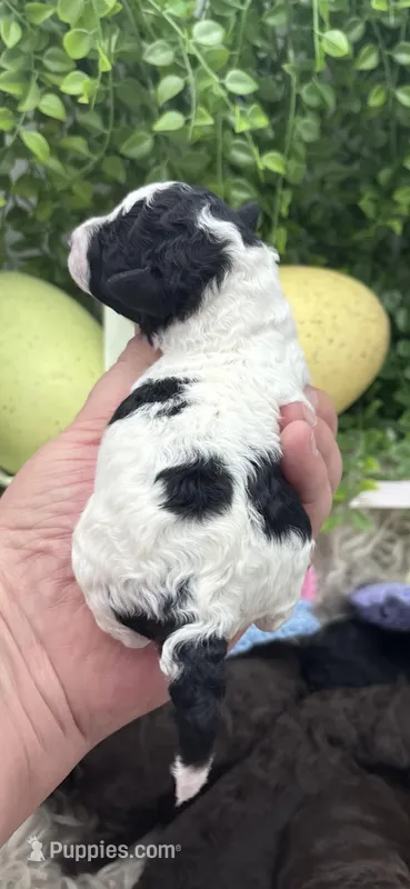 Charles  – Poodle - Miniature  puppy for sale in Chicago, IL