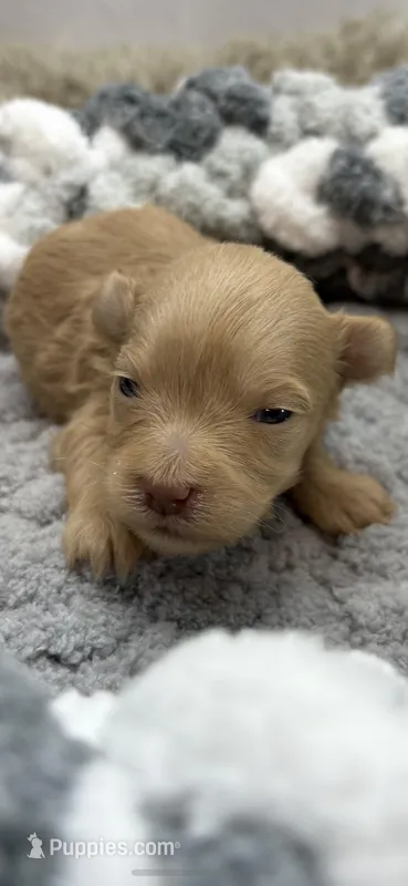 Goldie, a female Miniature Schnauzer for sale in Chicago, IL – Photo 1 of 1
