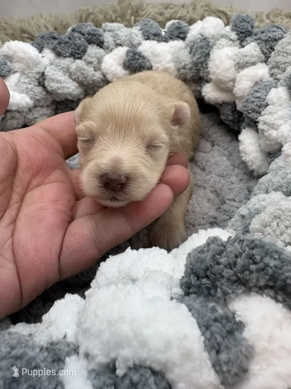 Precious  , a male Miniature Schnauzer for sale in Chicago, IL – Photo 1 of 1
