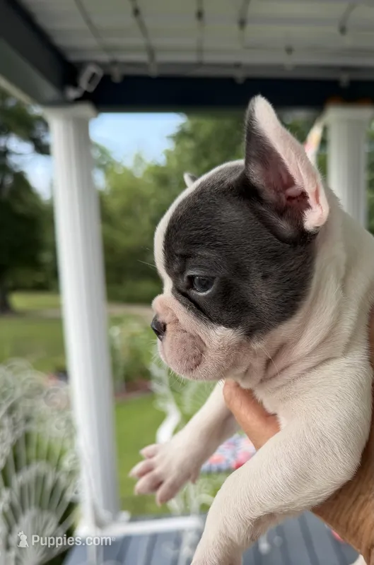 Oliver – French Bulldog puppy for sale in Germantown, TN