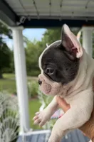 Oliver, a male French Bulldog for sale in Germantown, TN – 1 of 4
